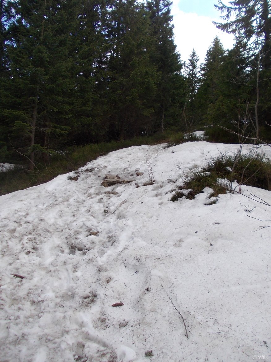 Śnieg na zielonym szlaku w Dolinie Wyżniej Chochołowskiej