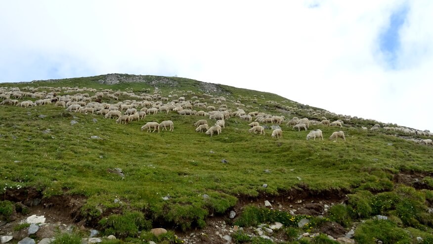 Owce przy szlaku