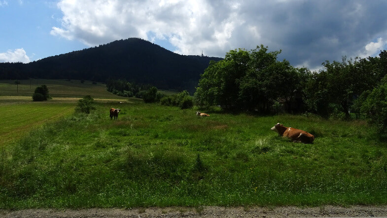 Krowy na Przełęczy Glisne