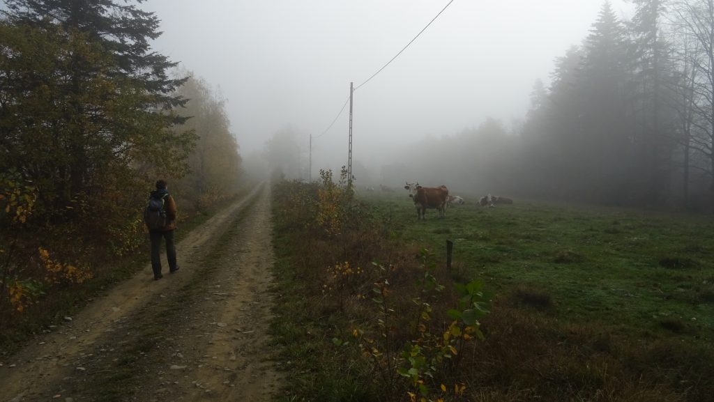 Krowy przy szlaku