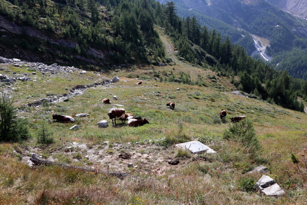 Krówki przy szlaku zejściowym do Saas-Fee